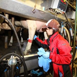 有限会社　藤井牧場