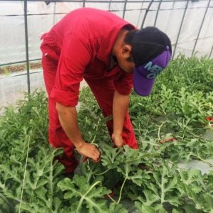 株式会社 天間農産本舗　正社員